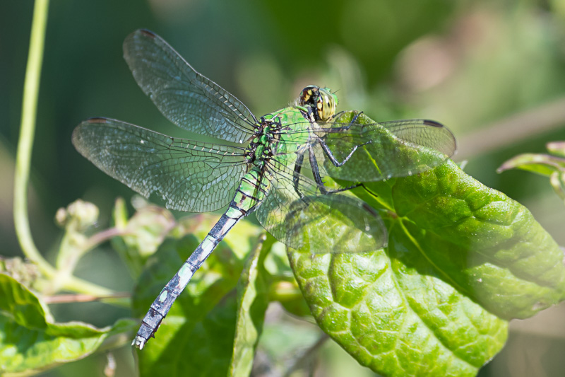 Eastern Pondhawk